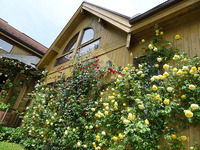 今年もバラが満開です