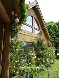 今年もバラが満開です