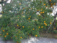 たわわに実った夏みかんを収穫しました