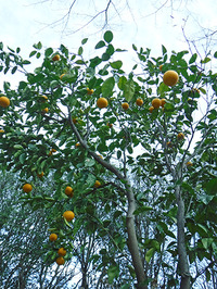 たわわに実った夏みかんを収穫しました