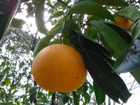 たわわに実った夏みかんを収穫しました