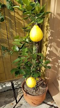 開花したクリスマスローズとORIガーデンの新たな仲間たち