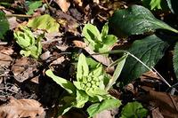 大里研究所に訪れた小さな春