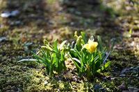 大里研究所に訪れた小さな春