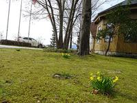 大里研究所に訪れた小さな春