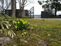 大里研究所に訪れた小さな春