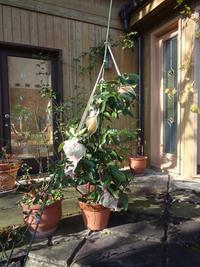 ビッグレモンを収穫