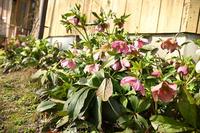 ORIガーデンの春