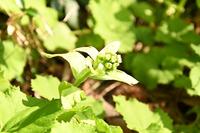 ORIガーデンの春