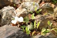 ORIガーデンの春