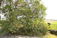 ORIガーデンの春