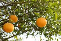 ORIガーデンの春