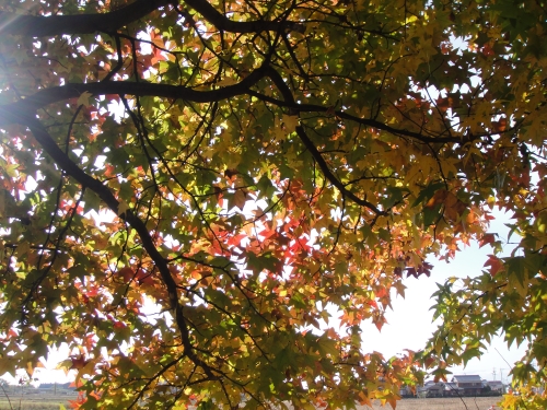 maple-024 (500x375).jpg