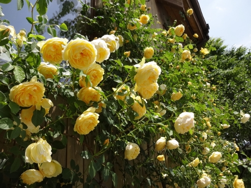 bara-087 (500x375).jpg