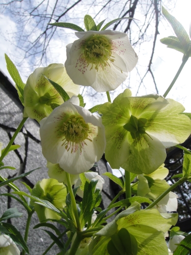 christmas-030 (375x500).jpg