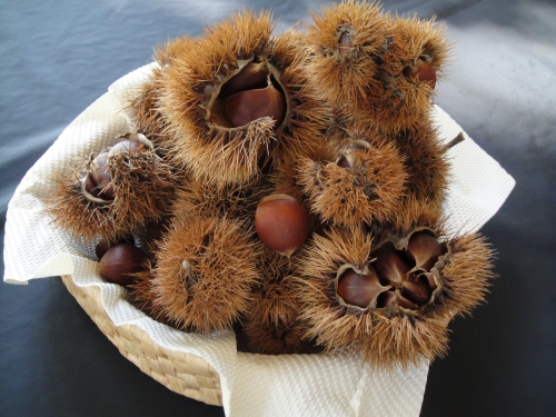 kuri-021 (500x375).jpg