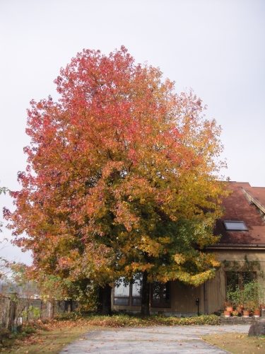 maple-022 (375x500).jpg