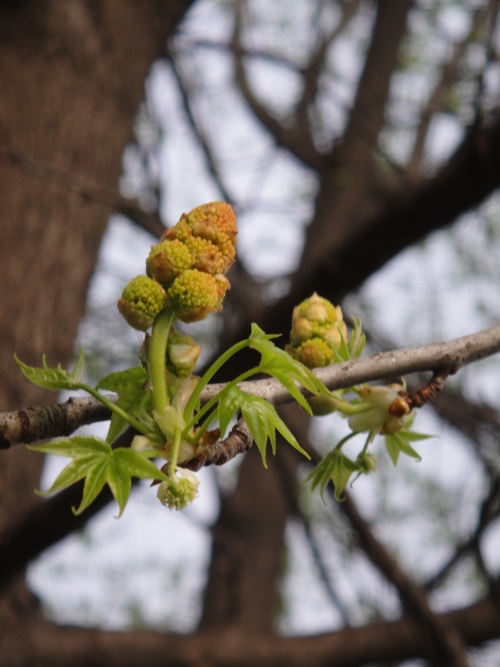 maple-028 (500x667).jpg