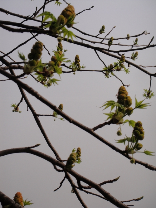 maple-029 (500x667).jpg