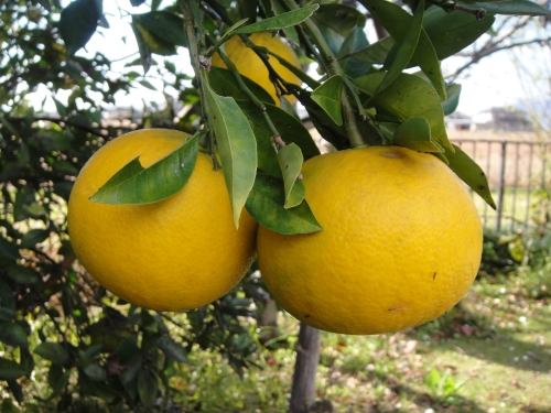 mikan-033 (500x375).jpg