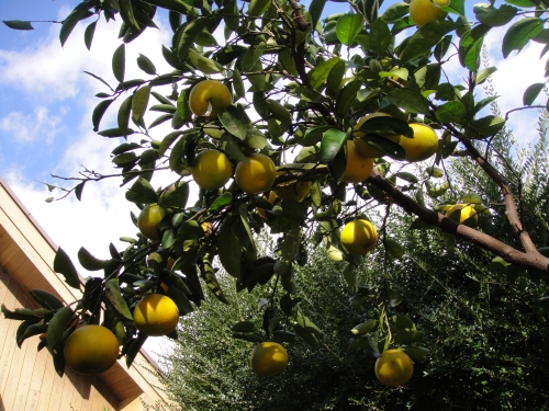 mikan-034 (500x375).jpg