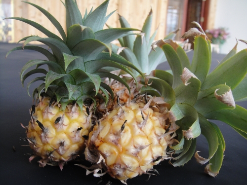 painapple-008.jpg