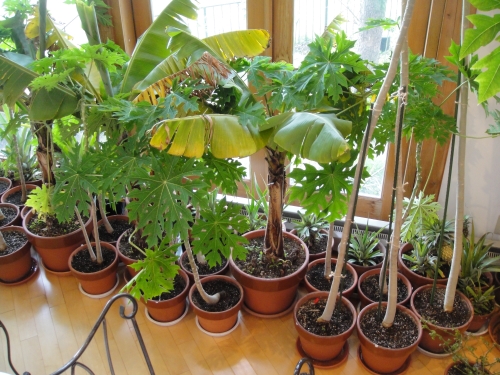 painapple-011 (500x375).jpg