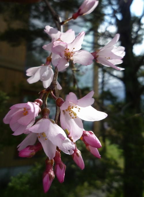 sakura-005.JPG