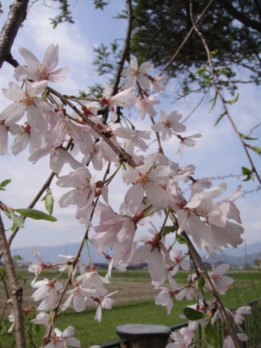 sakura-016 (375x500).jpg