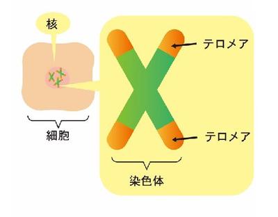 2022.07.08_telomere4.jpg