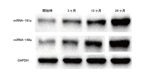 2023.03.09_telomere_dynamics_miRNA_4.jpg