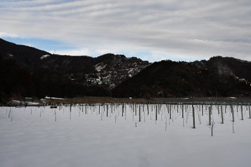 2022.02.16_winter_grapefarm_3.jpg