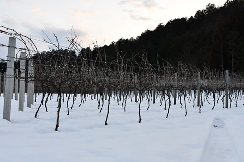 2022.02.16_winter_grapefarm_5.jpg