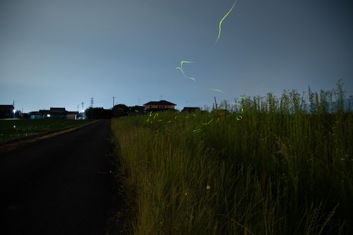 2025.06.03_hotaru3.jpg