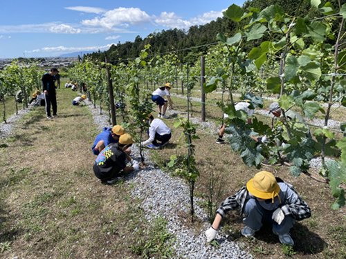 2026.06.04_budou3.jpg