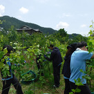 スタッフのみんなでブドウの誘引を行いました