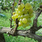 シャルドネの収穫と生搾りジュース試飲会