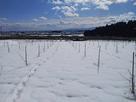 白銀のブドウ園　動物の足跡と
