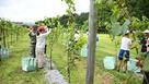 ブドウ園で課外授業